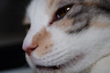 cat