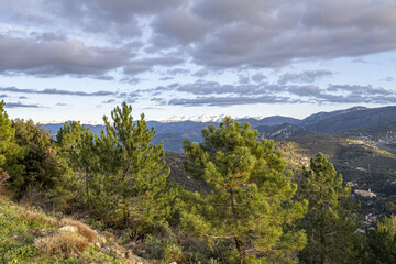 Paysage de montagne avec de grands pins et des sommets enneigés des Alpes du Sud 