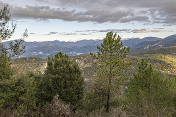 Fototapeta na wymiar Paysage de montagne avec de grands pins et des sommets enneigés des Alpes du Sud 
