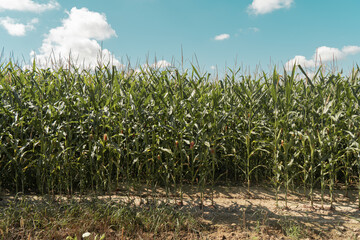 Cornfield
