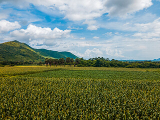 Beautiful sunny day over the green large field of corn. rich hervest concept