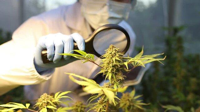 Slow motion video of a female scientist using magnifier to checking on his cannabis plants,  leaves and flowers in the field, herbal medicine concept, cannabis research, cbd hemp oil.