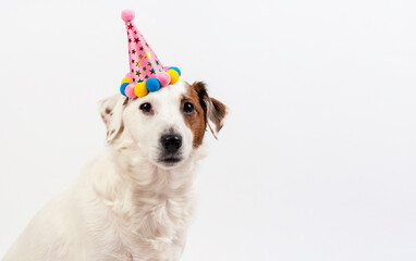Dog in holiday cap sitting on a white background.Photo can be used for postcards, flyers, banners