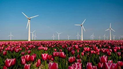 Fototapeten Windmill turbines with a tulip field during Spring season with a blue sky © Fokke Baarssen