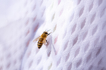 A bee on a man's clothes close-up. A bite of an insect. The bee crawls on the fabric.
