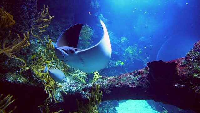 Elegant eagle ray flying over a coral reef