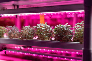 Full spectrum LED grow lights for Nasturtium. Young salad grow in vertical farm under ultraviolet...