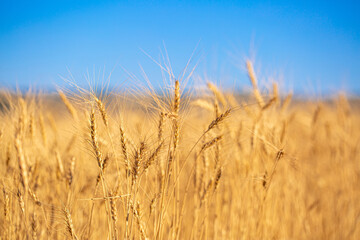 Wheat field against the blue sky. Grain farming, ears of wheat close-up. Agriculture, growing food products.