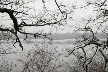 Fototapeta na wymiar Bent tree branches without leaves against the background of a lake on a foggy day.