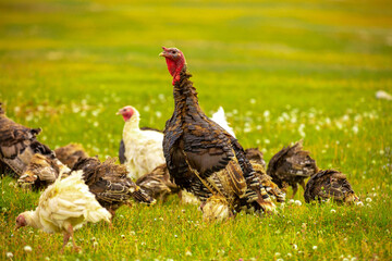 Turkeys walk on the grass in a green meadow in a pasture. Animal husbandry and agriculture in the mountains.