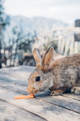 Cute funny domestic rabbit eating carrot. Farm life. 