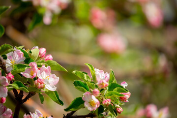 Spring blooming sakura trees. Pink flowers Sakura Spring landscape with blooming pink tree. Beautiful sakura garden on a sunny day.Beautiful concept of romance and love with delicate flowers.