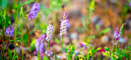 Spring flowers under the rays of sunlight. Lilac flower close-up. Beautiful landscape of nature. Hi spring. Beautiful flowers on a green meadow.