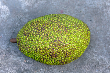 The outer skin of the jackfruit peel