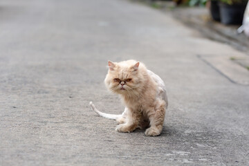 Long-haired cats get their fur trimmed because it's dirty.