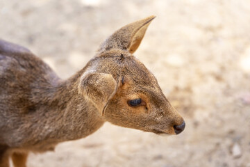 Fototapeta premium Hog deer are endangered protected species.
