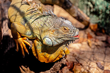 Iguana closeup head on wood
