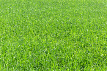 closeup of rice field plantation