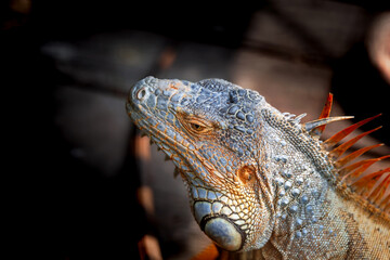 Iguana closeup head on wood