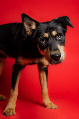 sOLO DOG POSING FOR CAMERA