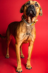 Obraz premium sOLO DOG POSING FOR CAMERA