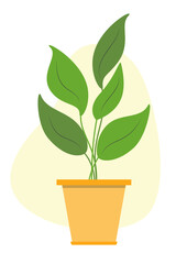 Cartoon ficus on white background. Green ficus in a pot. Houseplant for interior decoration.  Vector illustration.