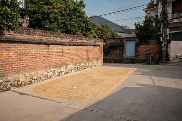 Rice drying on the road