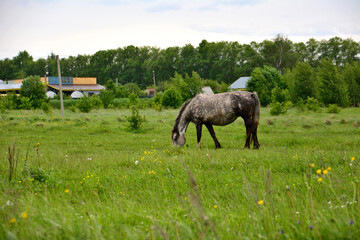 Obraz premium grey horse on the pasture isolated with the village on background