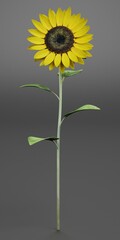 Realistic 3D Render of Sunflower