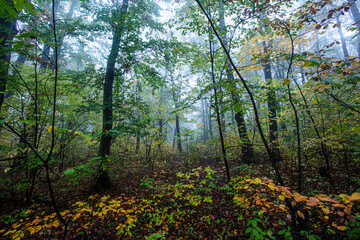 Obraz premium misty green forest in the morning