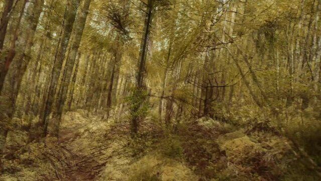 Trippy Woodland Forest Scene - Lost, Drunk, Influenced, Victim Concept