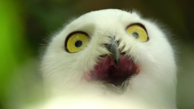 Snowy Harfang Owl (Bubo Scandiacus or Nyctea Scandiaca) Giving Weird Look - Close Up