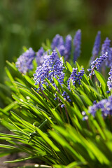 Vertical photo of lupine flower on a background of green grass in defocus