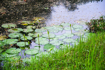 Water lilies about to bloom at Springleaf Nature Park Singapore