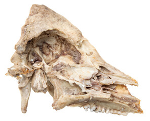 pig skull bones on white background