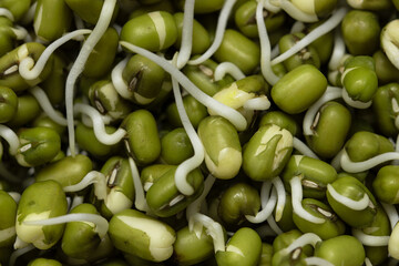 sprouted mung bean on a white background