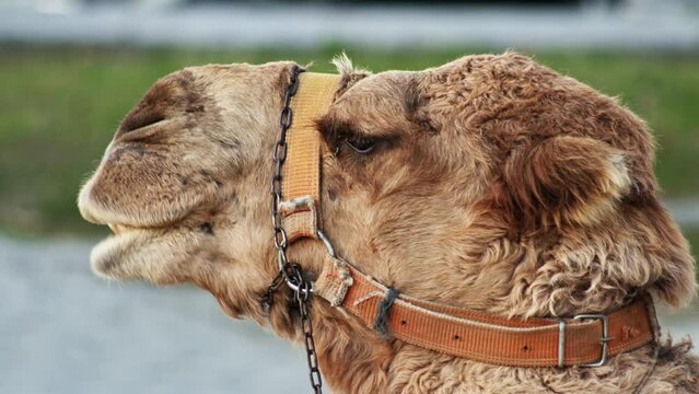 close up view of head of camel with hideous black teeth. wild animal is harnessed.
