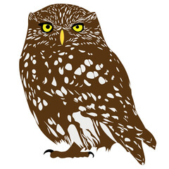 little owl (Athene noctua) sitting