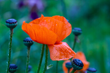 Blooming orange poppy flower with raindrops on a green background macro photo on a summer day. Blossom papaver flower with water drop on a orange petals closeup photo in summertime.