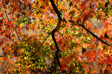 紅葉