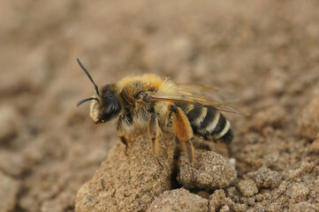 Closeup on a female Banded Mining-bee, Andrena gravida sitting on the ground