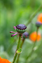 Seedpod of papaver flower macro photography on a summer day. The poppy seed head left after flowering is a close-up photo in the summertime.
