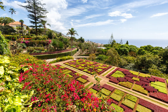Flowers and plants in botanical garden of Funchal on Madeira island in Portugal