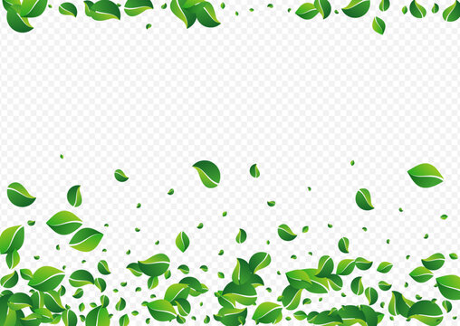 Lime Foliage Flying Vector Transparent