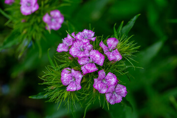 Blossom pink sweet William flower on a summer day macro photography. Blooming garden pink dianthus...