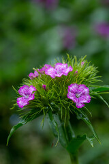 Blossom pink sweet William flower on a summer day macro photography. Blooming garden pink dianthus flower with pink petals in summer, close-up photo.