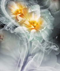 Yellow tulips. Floral background. Flowers in curls of smoke. Close-up. Nature.