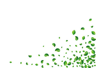 Grassy Foliage Fresh Vector White Background.