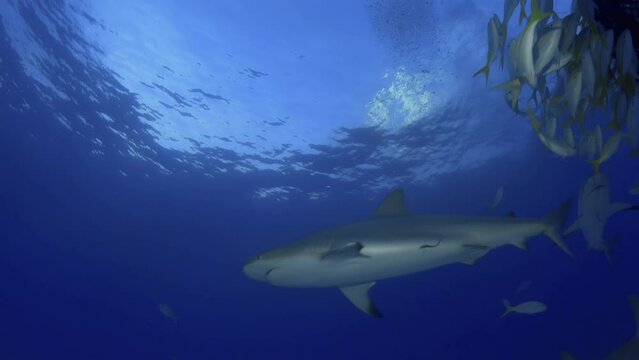 Night dive with sharks