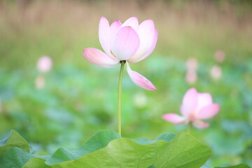 pink lotus garden outdoor Landscape in the park nature green background